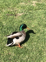 Anas platyrhynchos