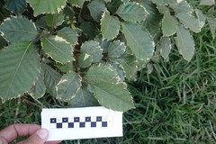 Polyscias guilfoylei