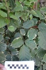 Polyscias guilfoylei