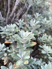 Olearia moschata
