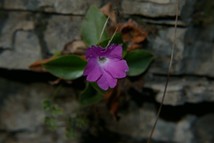 Primula spectabilis