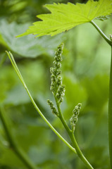 Vitis vinifera vinifera
