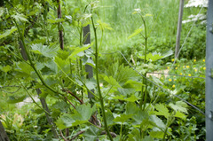 Vitis vinifera vinifera