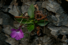 Primula spectabilis