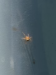 Araneus pegnia