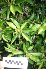 Excoecaria agallocha