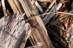 Sphenophorus australis