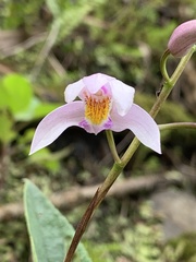 Bletilla formosana