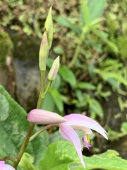 Bletilla formosana