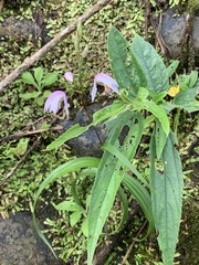 Bletilla formosana