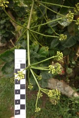 Polyscias scutellaria