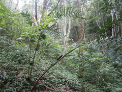 Heliconia subulata