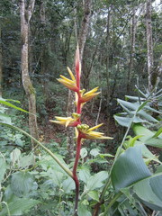 Heliconia subulata