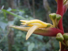 Heliconia subulata