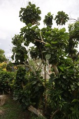 Polyscias scutellaria