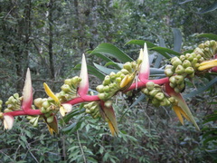 Heliconia subulata