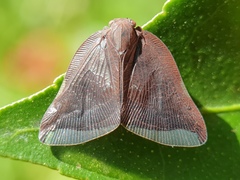 Ricaniinae