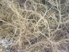 Hypnea musciformis