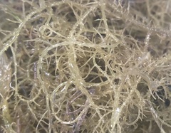 Hypnea musciformis