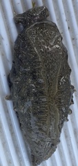 Bursatella leachii