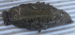 Bursatella leachii