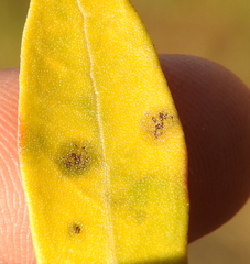 Venturia oleaginea