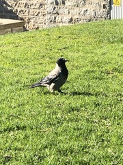 Corvus cornix