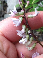 Astragalus robbinsii