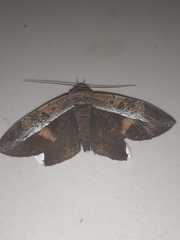 Hemeroblemma mexicana