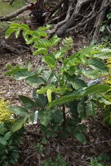 Polyscias scutellaria