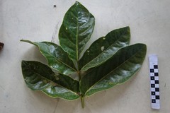 Polyscias scutellaria