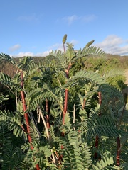 Astragalus pycnostachyus