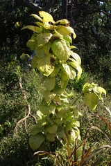 Polyscias scutellaria