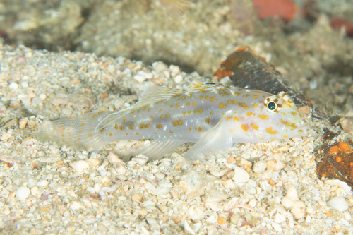 Bleke zandgrondel (Fusigobius pallidus) — Gobiidae