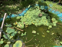 Pistia