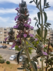 Stachys viticina