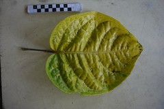 Polyscias scutellaria