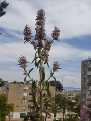 Stachys viticina
