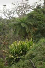 Cyathea lunulata