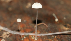 Mycena piringa