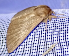 Phyllalia patens