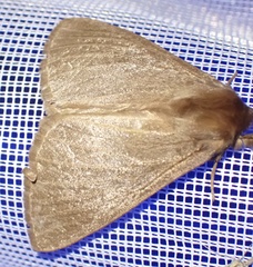 Phyllalia patens