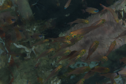 Glassfish