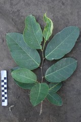 Ficus wassa