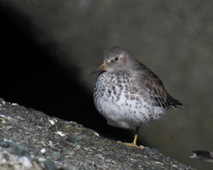Calidris ptilocnemis