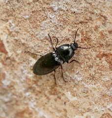 Selatosomus aeneus