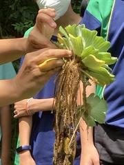 Pistia