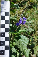 Stachytarpheta urticifolia