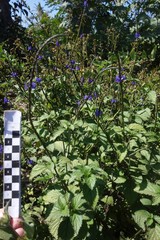 Stachytarpheta urticifolia