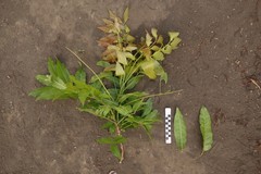 Elattostachys apetala